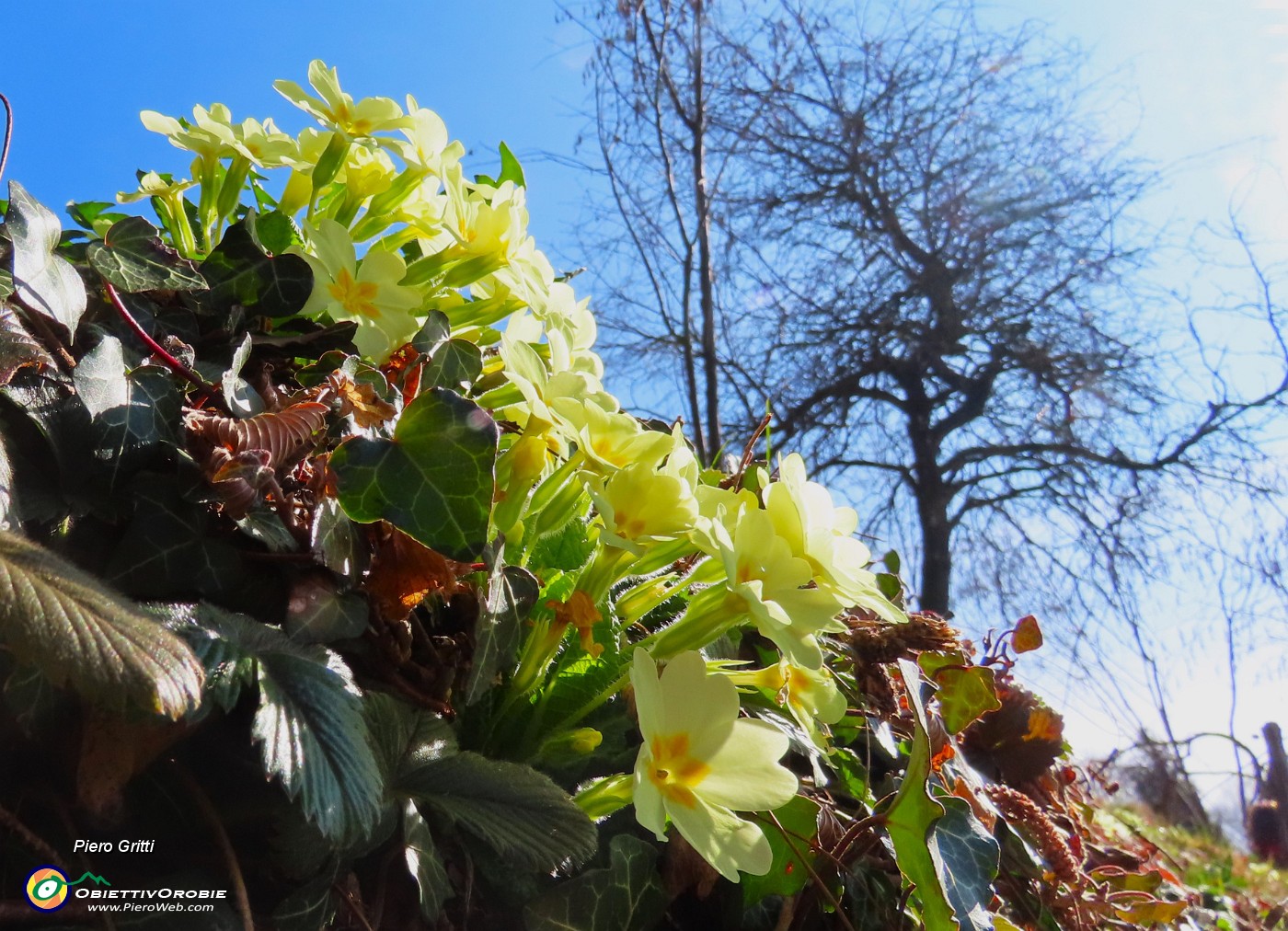 19 Primula vulgaris-Primula comune.JPG